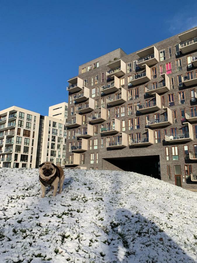 Cute Pug Guest Room København Eksteriør bilde